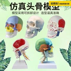 .1比1头颅骷髅头骨模型医学解剖头模标本人体解剖头颅艺用美
