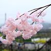 仿真樱花枝樱花树塑料花婚庆装饰桃花枝梨花客厅落地树藤假花藤条