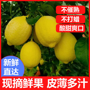 云南高山黄柠檬一级大果5斤皮薄青柠檬孕妇水果新鲜采摘安岳
