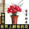 带花苞富贵牡丹兰花苗名贵浓香型室内外花卉四季开花