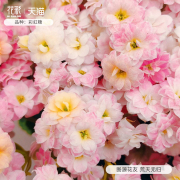 花彩长寿花盆栽重瓣花大花，虹越桌面易养活(易养活)四季常绿开花植物花卉苗