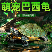 乌龟活物巴西龟小乌龟活体观赏宠物龟大乌龟水龟红耳龟活物情侣龟