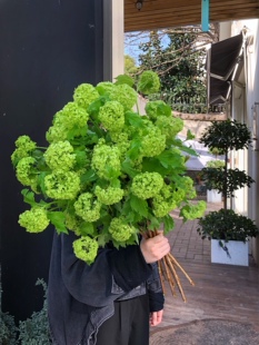 木绣球鲜切花高端花材球形簇拥水养家庭瓶插云南基地直发