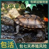 中华草龟小乌龟活物外塘长寿龟，金线宠物观赏龟水金线龟墨龟草龟苗