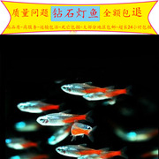 钻石灯红莲灯小型淡水活体宠物鱼热带草缸混养群游鱼红绿灯宝莲灯