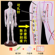 62CM彩色针灸穴位人体模型经络穴位模特图全身中医十二扎针小皮人