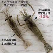 中华小长臂虾花腰虾除丝藻刚毛藻观赏鱼缸除藻，淡水清洁工具虾