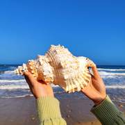 天然真海螺贝壳超大巨型标本鱼缸造景摆件玩具号角可吹得响的海螺