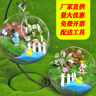 速发创意苔藓微景观生态瓶，diy材料多肉组合植物绿植盆栽桌面