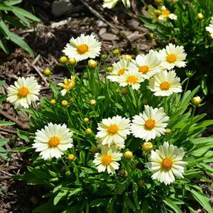 小园丁的夏日时光金鸡菊，小闹钟耐热多年生庭院花园植物盆栽苗