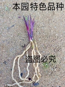 价蕙兰 矮种纯紫色 兰花 数量少 来自山农