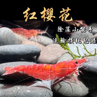 樱花虾宠物虾小米虾，清洁虾工具虾淡水观赏虾，活体樱桃虾包路上损耗