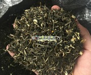 特级广西横县茉莉花茶叶 茉莉花茶 春芽 大白毫茉莉花茶 500g