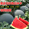 无籽西瓜种子黑皮，红瓤特大懒汉超甜巨型无子西瓜水果种籽耐裂