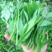 豌豆豆种豆苗苗种种子尖四季碗蔬菜，孑甜豌豆种籽无须荷兰盆栽菜种