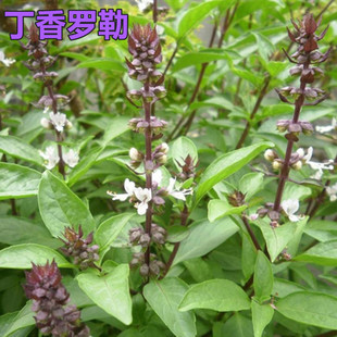 香草类种子“九层塔罗勒紫苏，小茴香藿香，蓟芳香植物发散作用