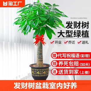 发财树盆栽室内好养大型招财树绿植物客厅办公室，开业花卉盆景甲醛