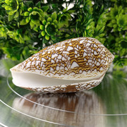 海螺贝壳摆件饰品创意鱼缸水族箱装饰花瓶螺收藏珊瑚造景