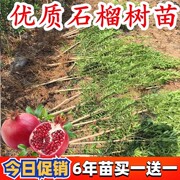 石榴树树苗突尼斯软籽庭院阳台南北方，种植盆栽地栽特大石榴果树苗