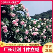 蔷薇花苗藤本月季大花庭院四季开花爬藤植物花卉盆栽阳台玫瑰重瓣