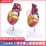 高端11人体心脏解剖模型，b超彩超心脏模型拆卸医学自然大心脏教学