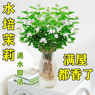 茉莉花水培植物盆栽，办公室内桌面好养懒人，鲜花绿植九里香水养花卉
