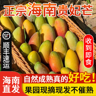 海南三亚贵妃芒树上熟当季新鲜水果整箱热带红金龙甜心芒果5斤