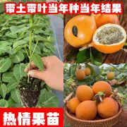 纯甜哥伦比亚热情果树苗爬藤植物，盆栽地栽当年结果苗带土带叶