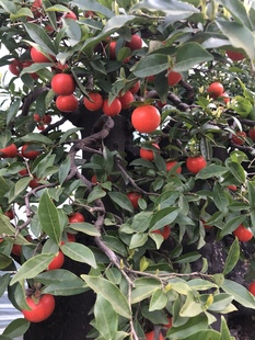 绿植盆栽荀子老鸦栀子花，盆景素材阳台办公室四季常青