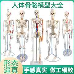 85cm170cm人体骨骼模型骨架标本