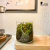 植物派创意微观绿植办公室桌面盆栽苔藓种植全套装礼物