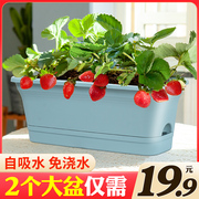 懒人花盆自吸水草莓专用盆，种菜种植箱，阳台种花神器免浇水塑料长盆