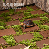乌龟生态造景砖黄缘龟安缘半水龟环境装饰苔藓植物饲养箱摆件用品