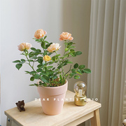 小玫瑰花盆栽室内植物花卉月季，蔷薇女友礼物鲜花苞，果汁阳台小绿植