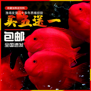 血红鹦鹉鱼活体发财鱼红财神，黄金龙鱼银龙，鱼热带宠物风水观赏鱼