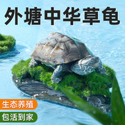 草龟活物龟乌龟活体幼苗宠z物观赏半水龟金线龟墨小外塘草