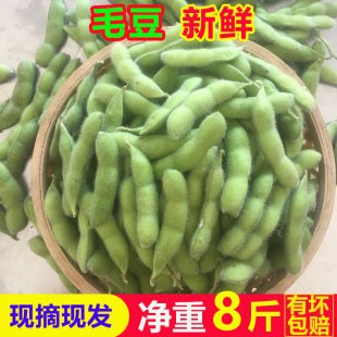 新鲜毛豆带壳现摘生毛豆荚嫩毛豆角青豆商用凉拌四川农村自种蔬菜