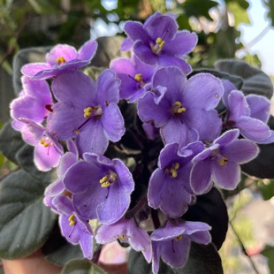 非洲堇紫罗兰迷你品种紫雪瞳办公室内四季开花盆栽两件