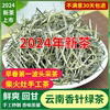 云南香针绿茶2024年新茶特级松针，毛尖春尖毛峰茶叶浓香型绿茶散装