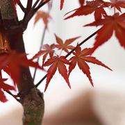 日本红枫室内桌面四季盆栽植物红枫叶红舞姬，火焰枫树好养观叶盆景