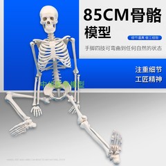 人体骨骼模型人骨架模型85CM