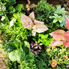 苔藓微景观室内桌面盆栽植物，创意diy材料水陆缸迷你绿植树苗带盆