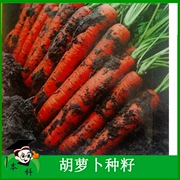 老品种有机三红胡萝卜种子，珊瑚1号秋季萝卜，种孑蔬菜大全南方种籽