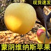 蒙阴现摘果园直发，新鲜水果孕妇维纳斯，黄金苹果5斤