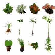 苔藓微景观diy材料，网纹草单颗植物，鲜活绿植浮萍水草水陆缸造