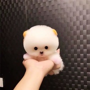 纯种博美幼犬训练