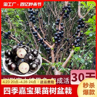 嘉宝果苗树四季红妃艾斯卡沙巴台湾树葡萄苗果树带果盆栽当年结果