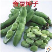 蚕豆种子大粒高产南方农家，菜园大田蚕豆，种籽秋冬季胡豆蔬菜种子孑