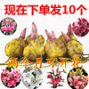 百合种球花种子花玫瑰香水，亚洲百合郁金香风信子水培套装花卉盆栽