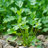 香菜种子大全农家香菜盆栽苗大叶芫荽种四季阳台香菜籽种蔬菜种孑